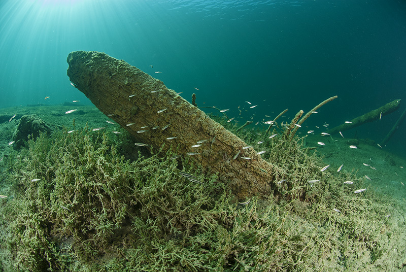 Juvenile fish with tree stump
