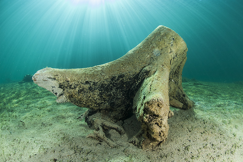 Tree stump in sunlight