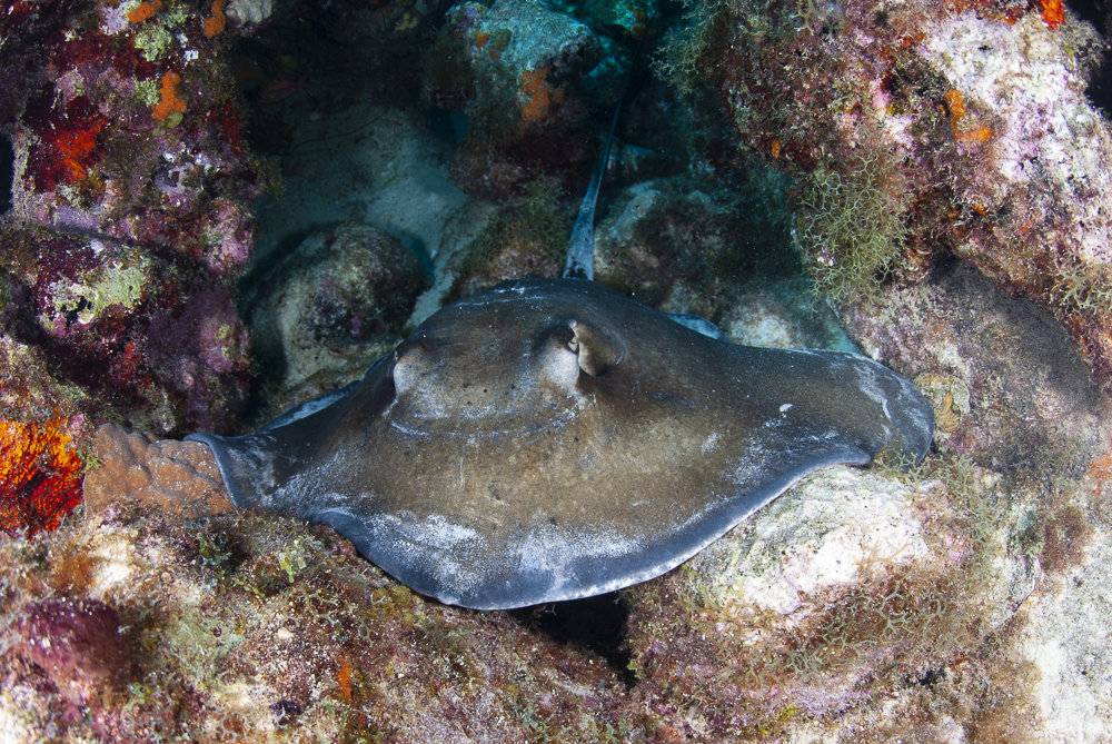 Stingray