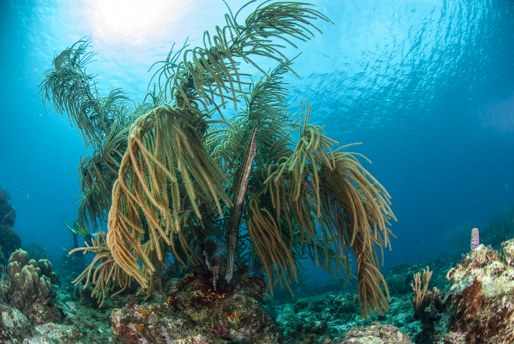 Soft coral with trumpet fish