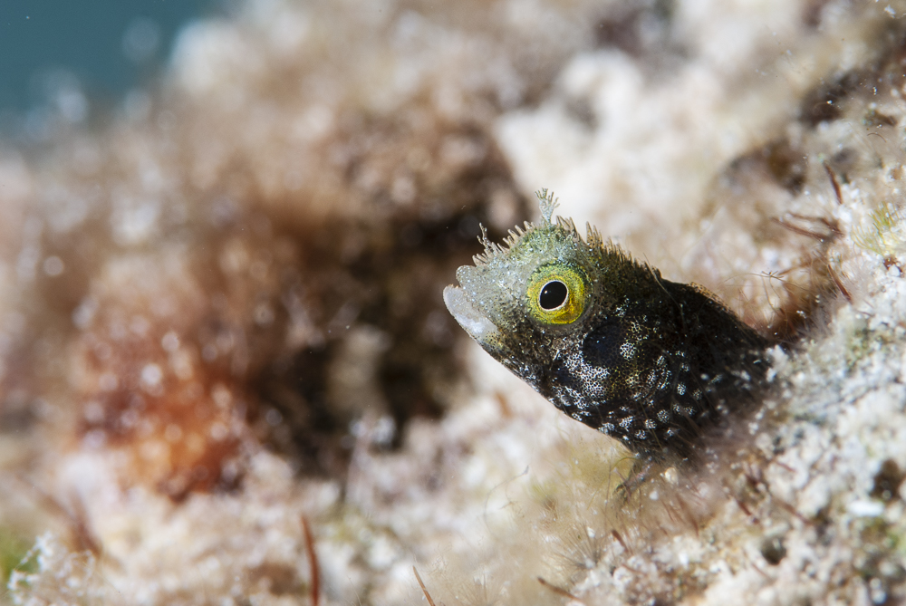 Blenny