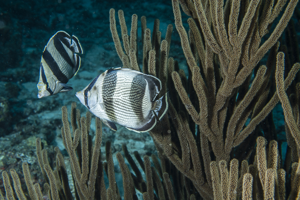 Butterfly fish