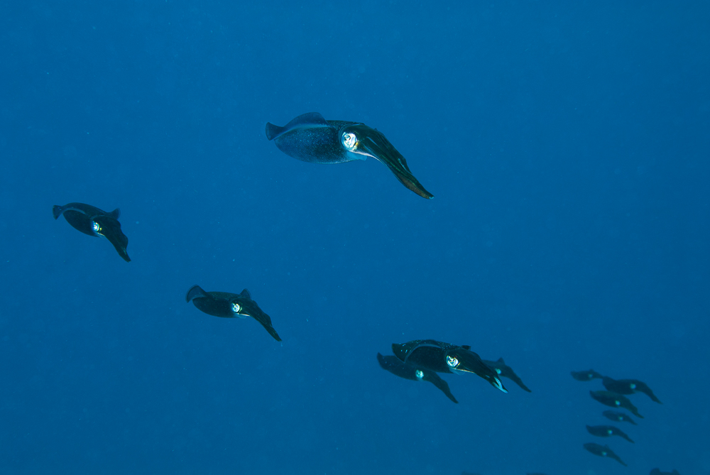 Caribbean reef squid