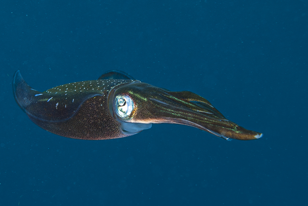 Caribbean reef squid