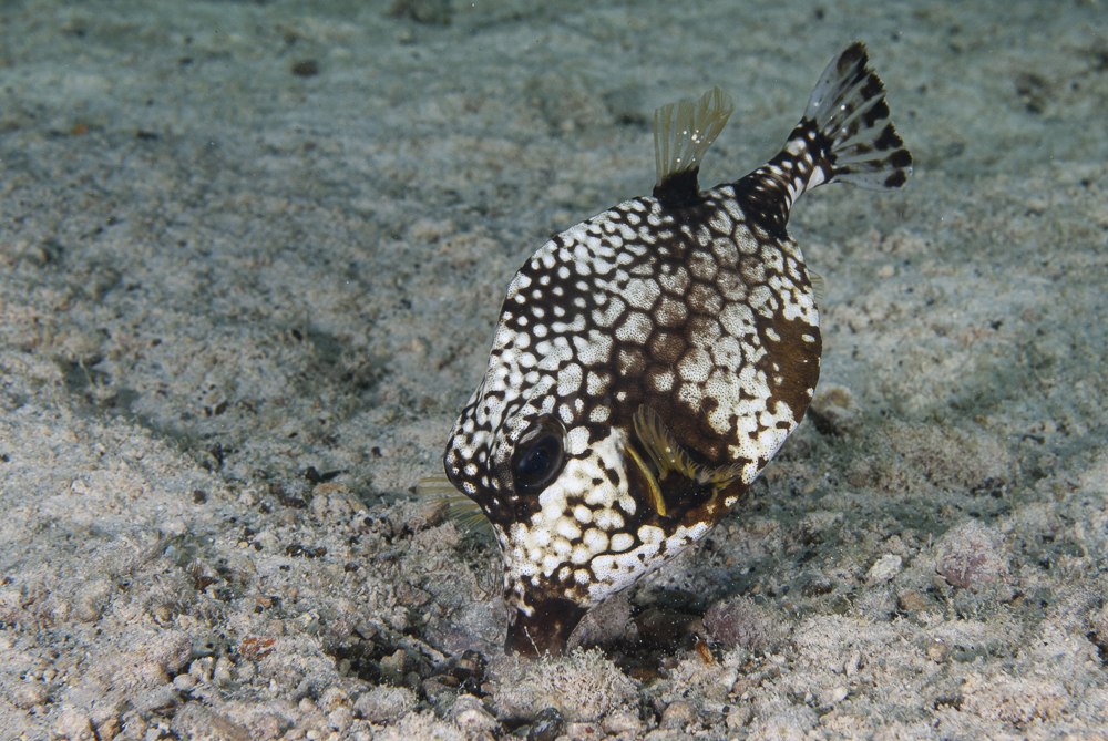 Boxfish