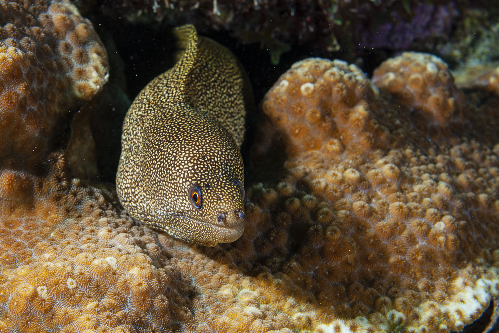 Moray eel