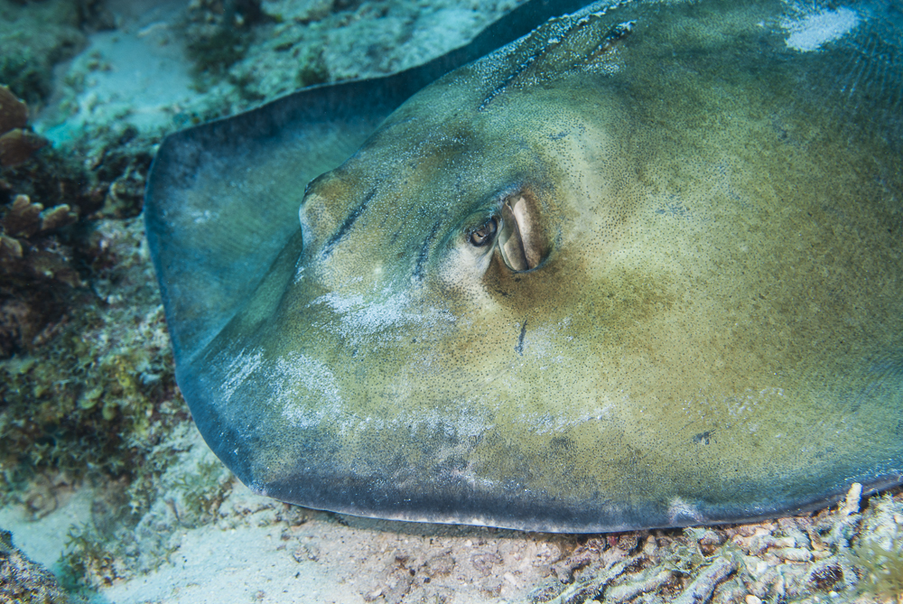 Stingray