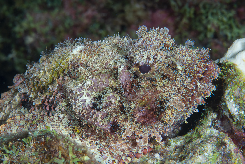 Scorpionfish