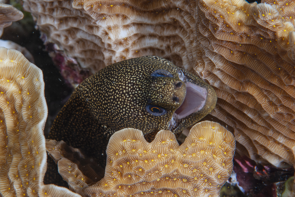 Moray eel