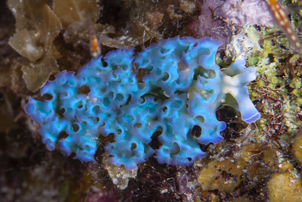 Nudibranch