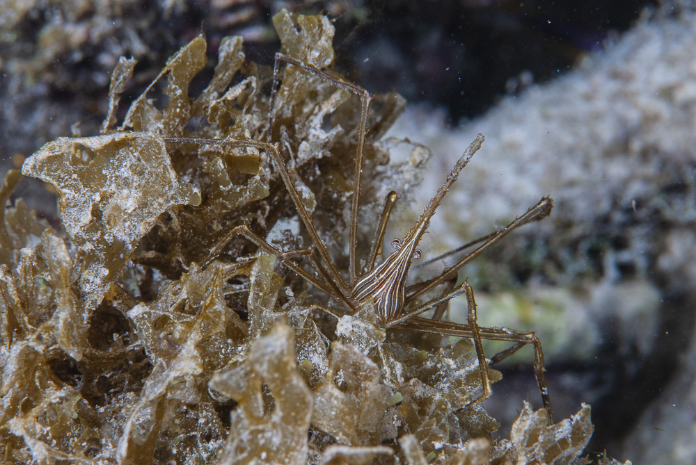 Lancelet Ghost Crab