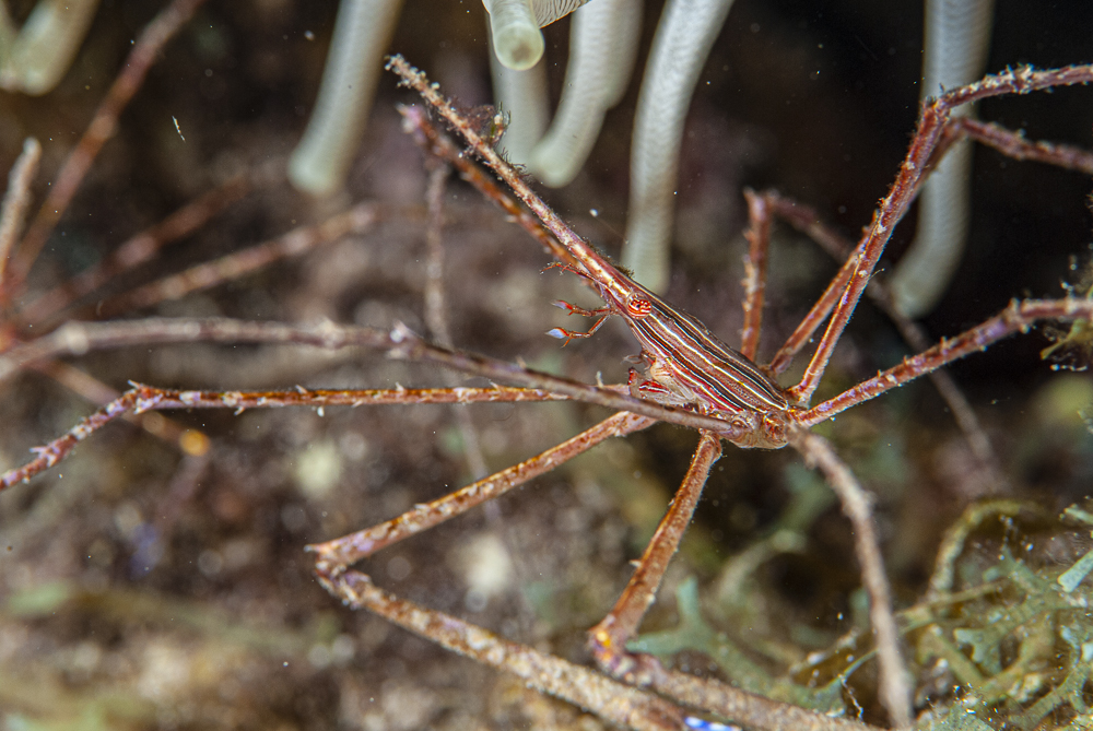 Lancet Ghost Crab