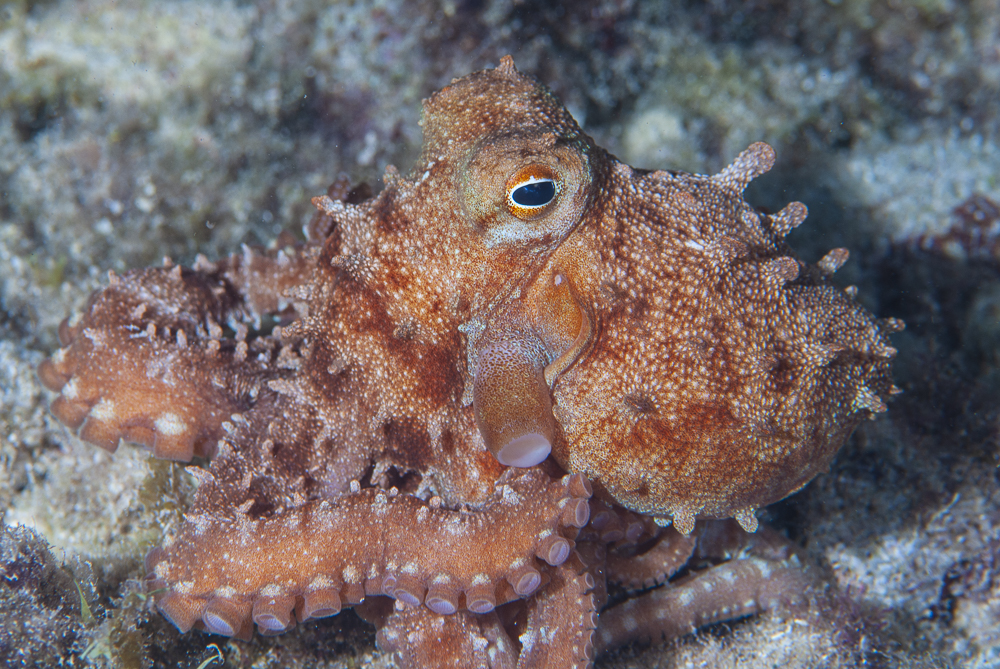 Octopus