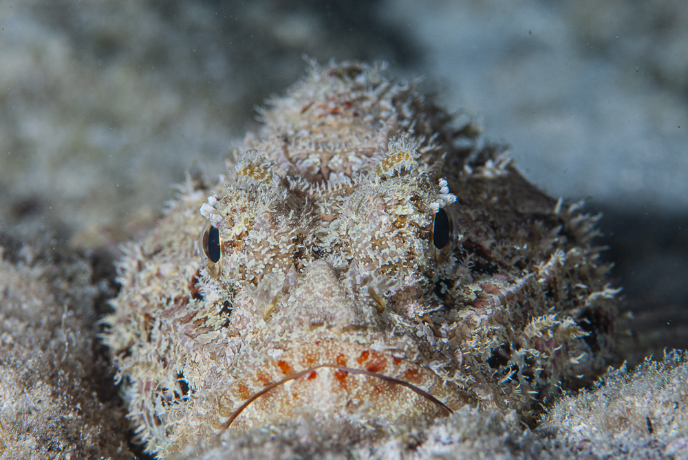 Scorpionfish