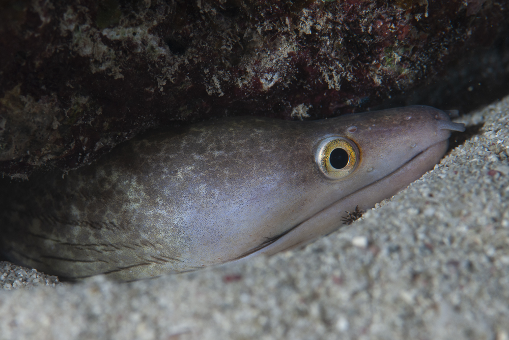 Moray eel