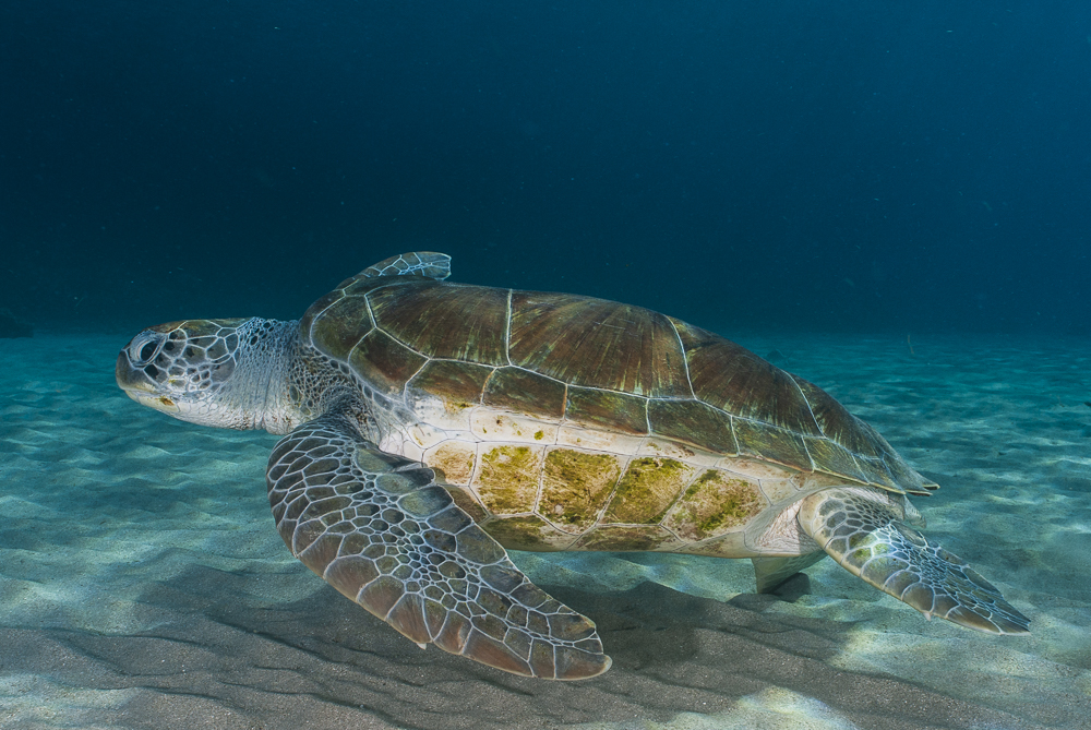 Sea Turtle