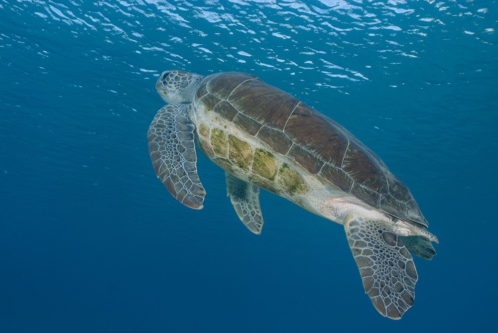 Sea Turtle