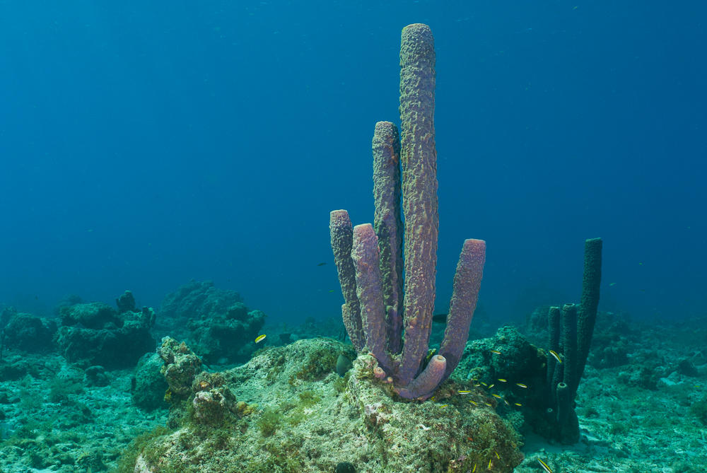 Tube sponge