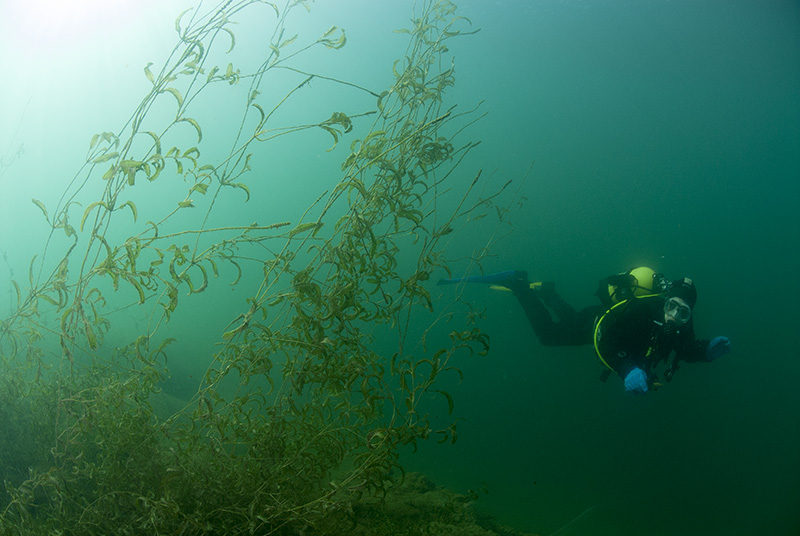 Diver in water plants 1 © Bernd Nies