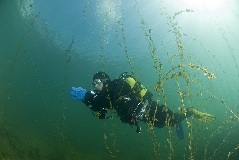 Diver in water plants 2