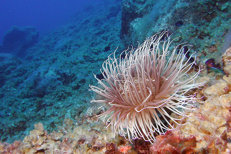 Tube-dwelling Anemone