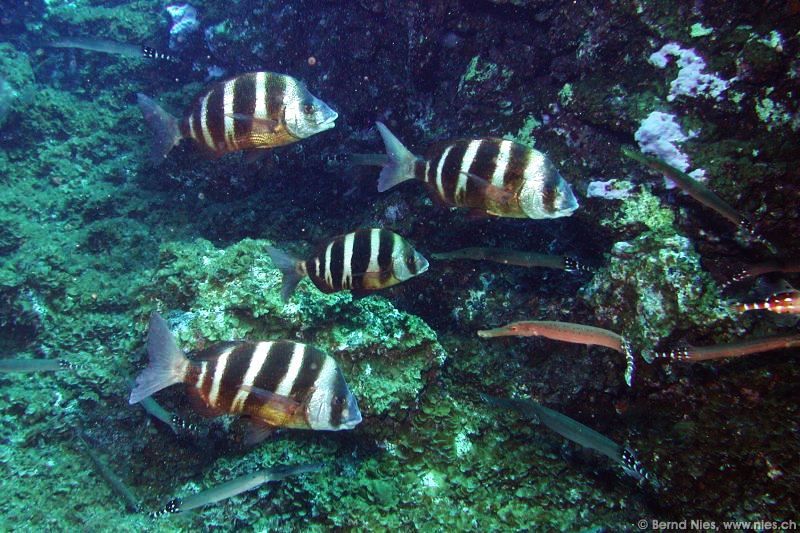 Breams with Trumpet Fish