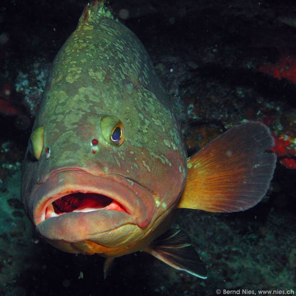 Grouper