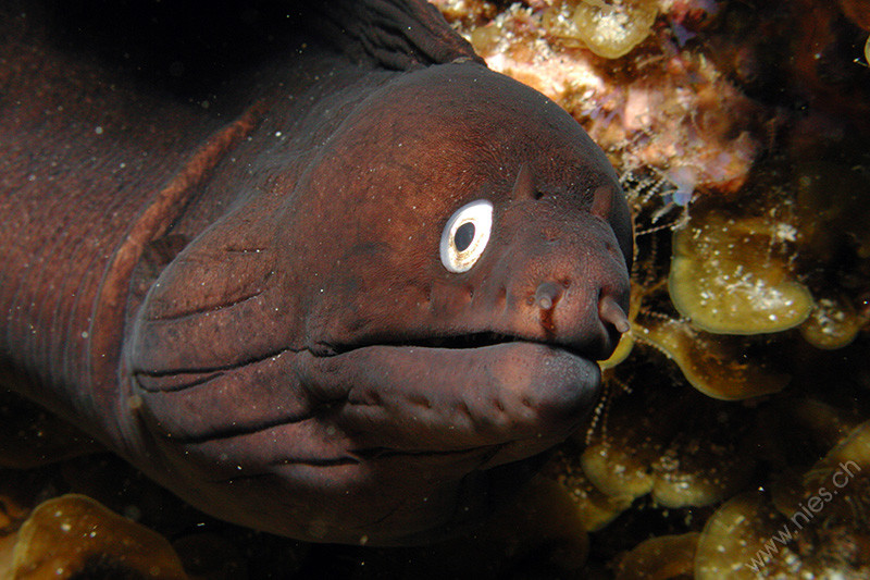 Moray Eel