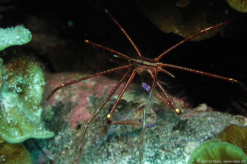 Arrow Crab