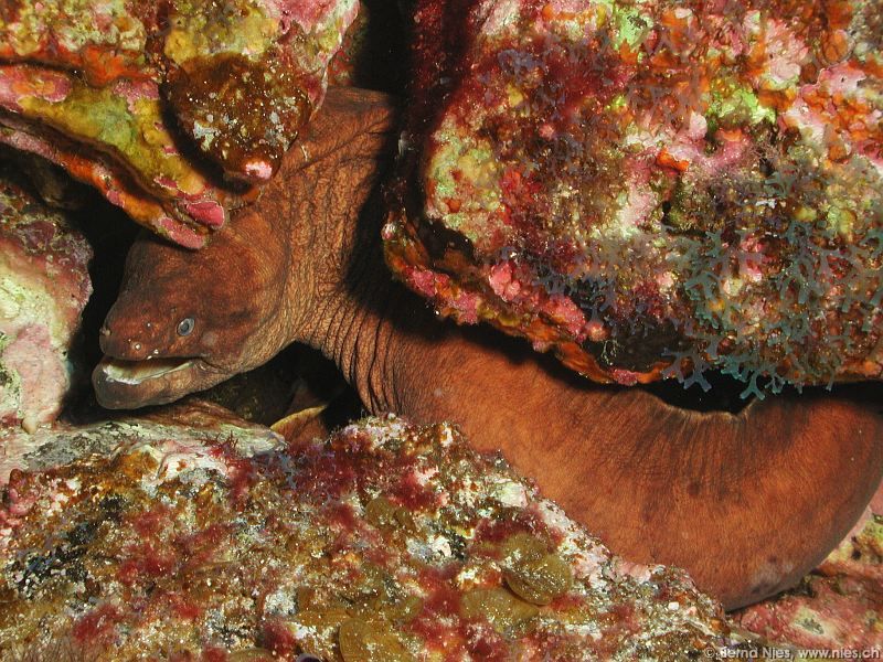 Moray Eel