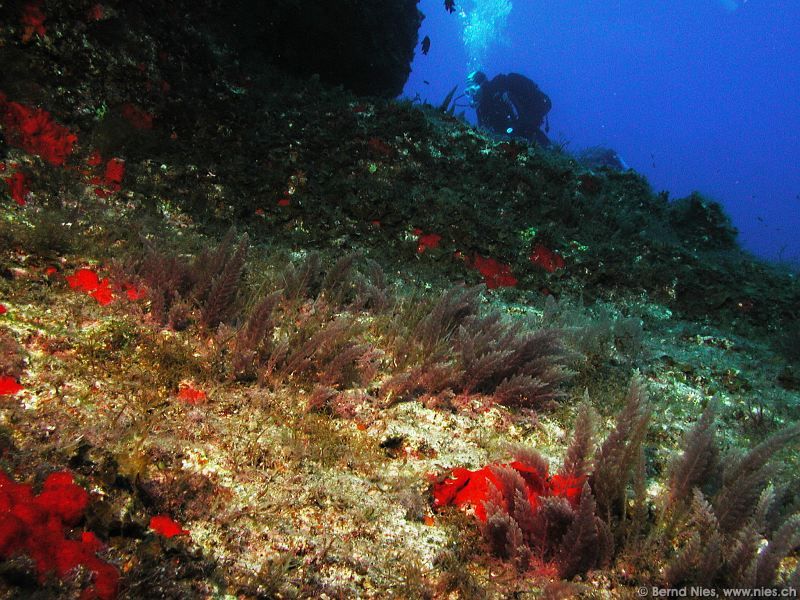 Underwater Landscape