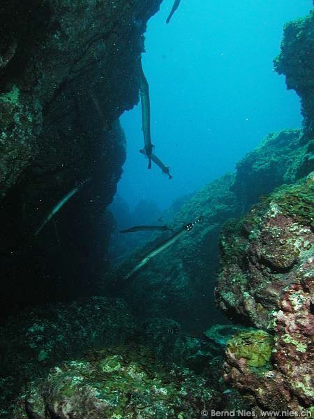 Canyon with Trumpet Fish