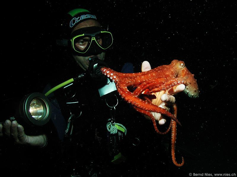 Günter with Octopus