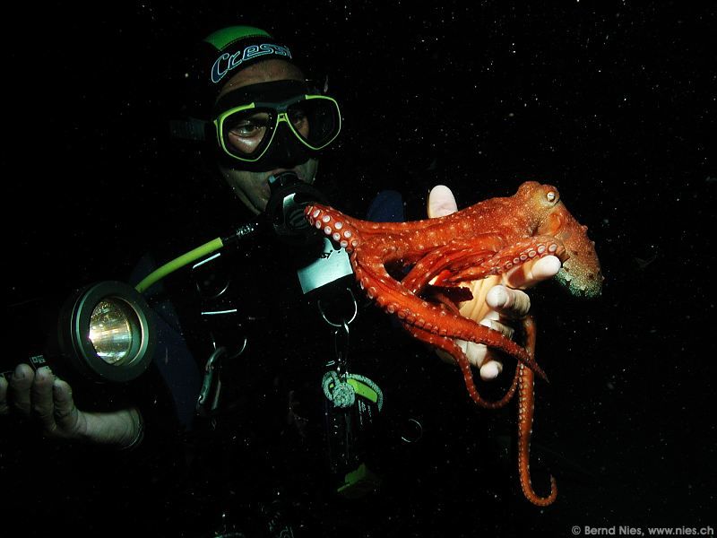 Günter mit Kraken