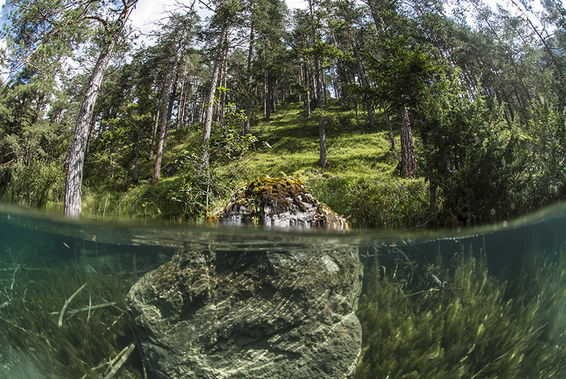 Split view with Forest