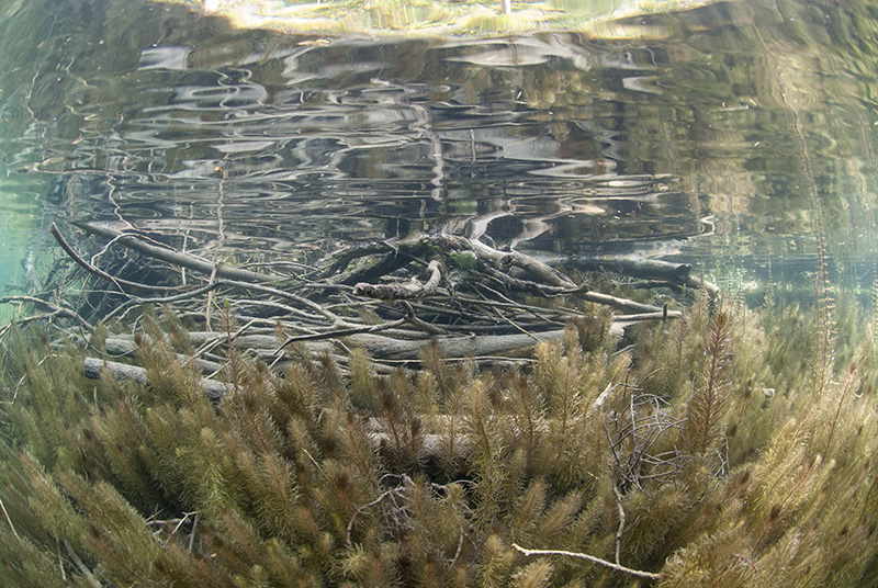 Branches and reflection