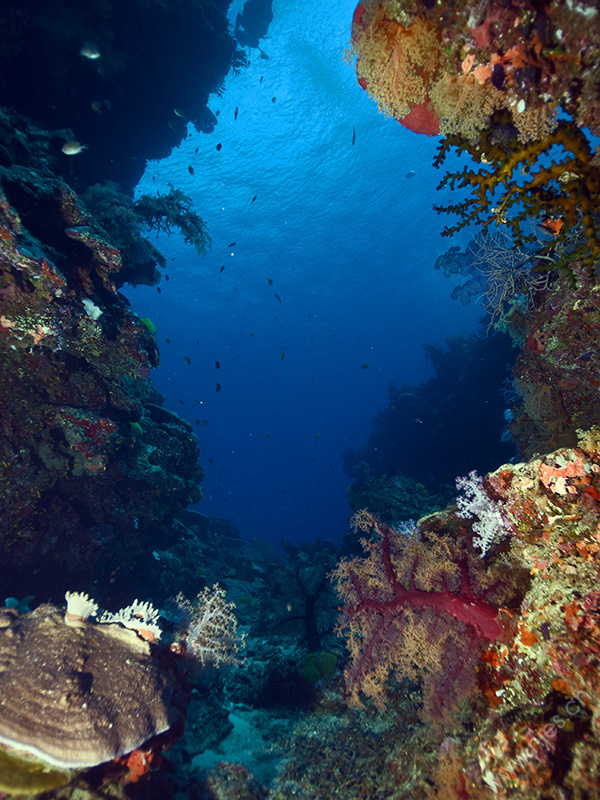 Coral Reef