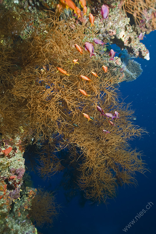 Soft Coral