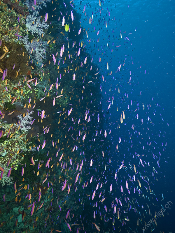Many Colorful Fish