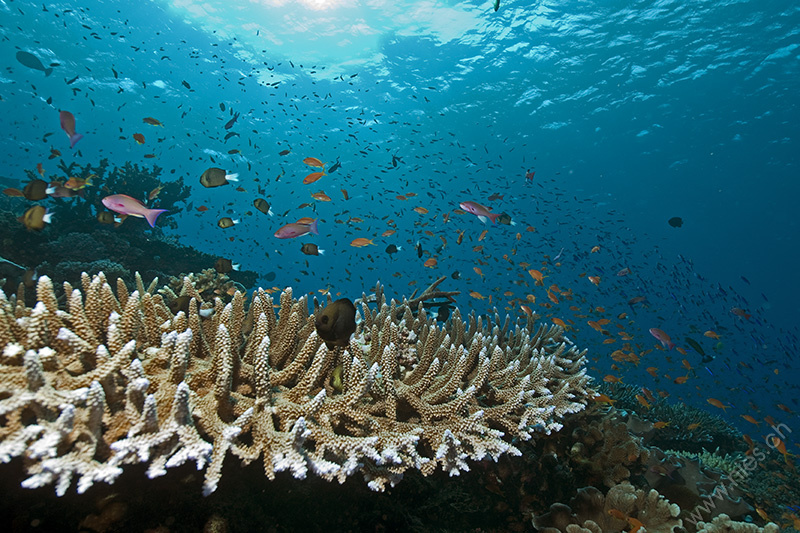 Coral with Fish