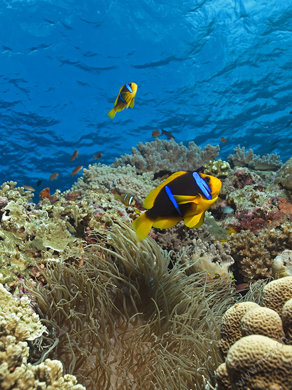 Clarks Anemonefish