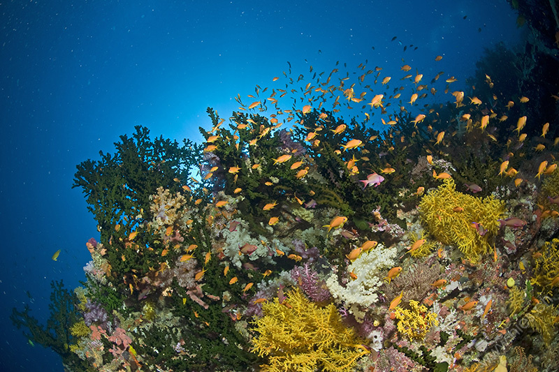 Korallen mit Fahnenbarschen