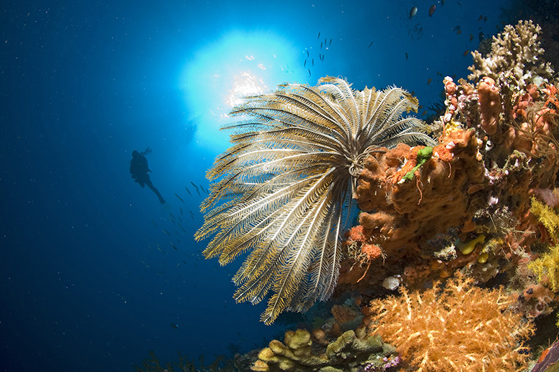 Feather Seastar