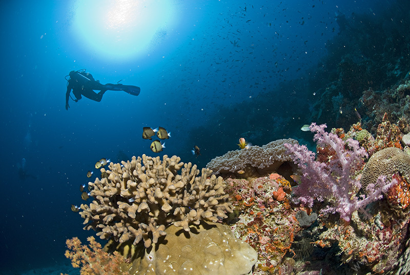 Corals with Divers