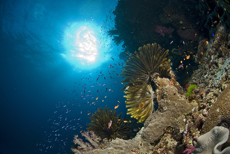 Feather Seastars