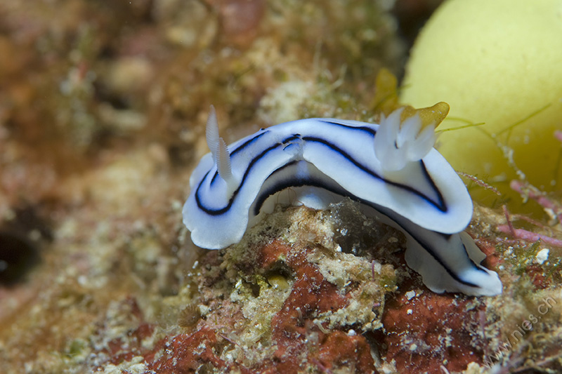 Nudibranch