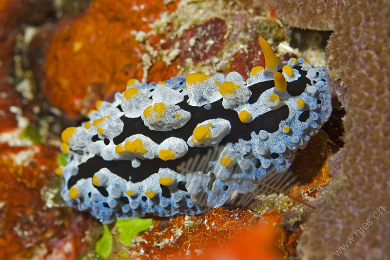 Phyllidia varicosa