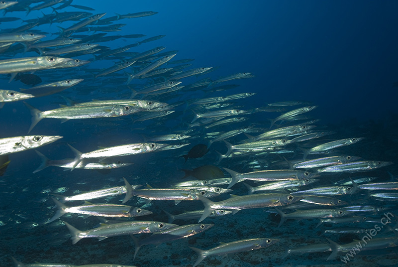 Barracudas