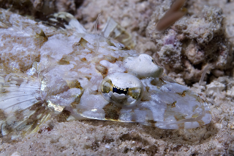 Kleiner Krokodilfisch