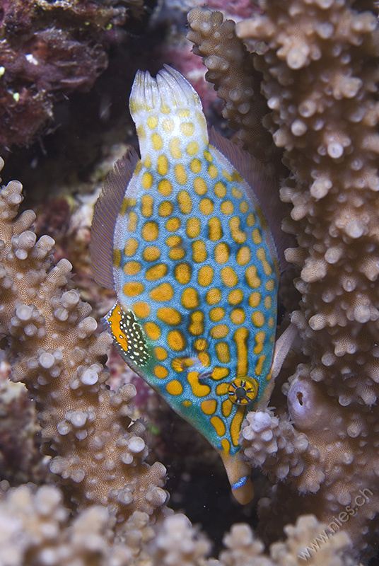 Orange spotted filefish